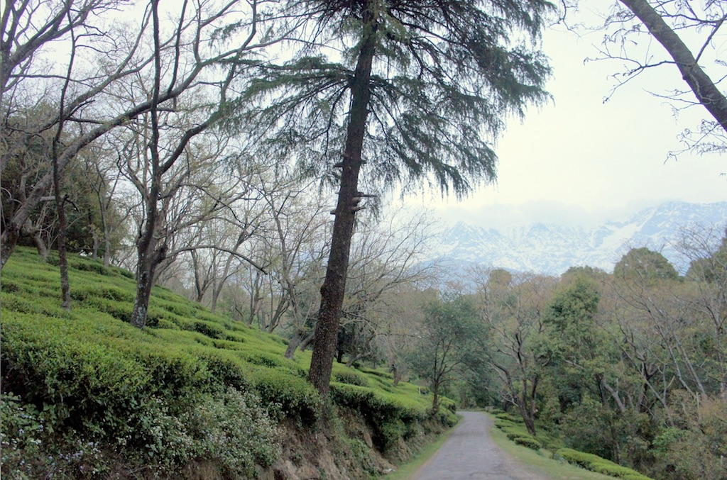 Mann Tea Estate - Northwestern Himalayas, India
