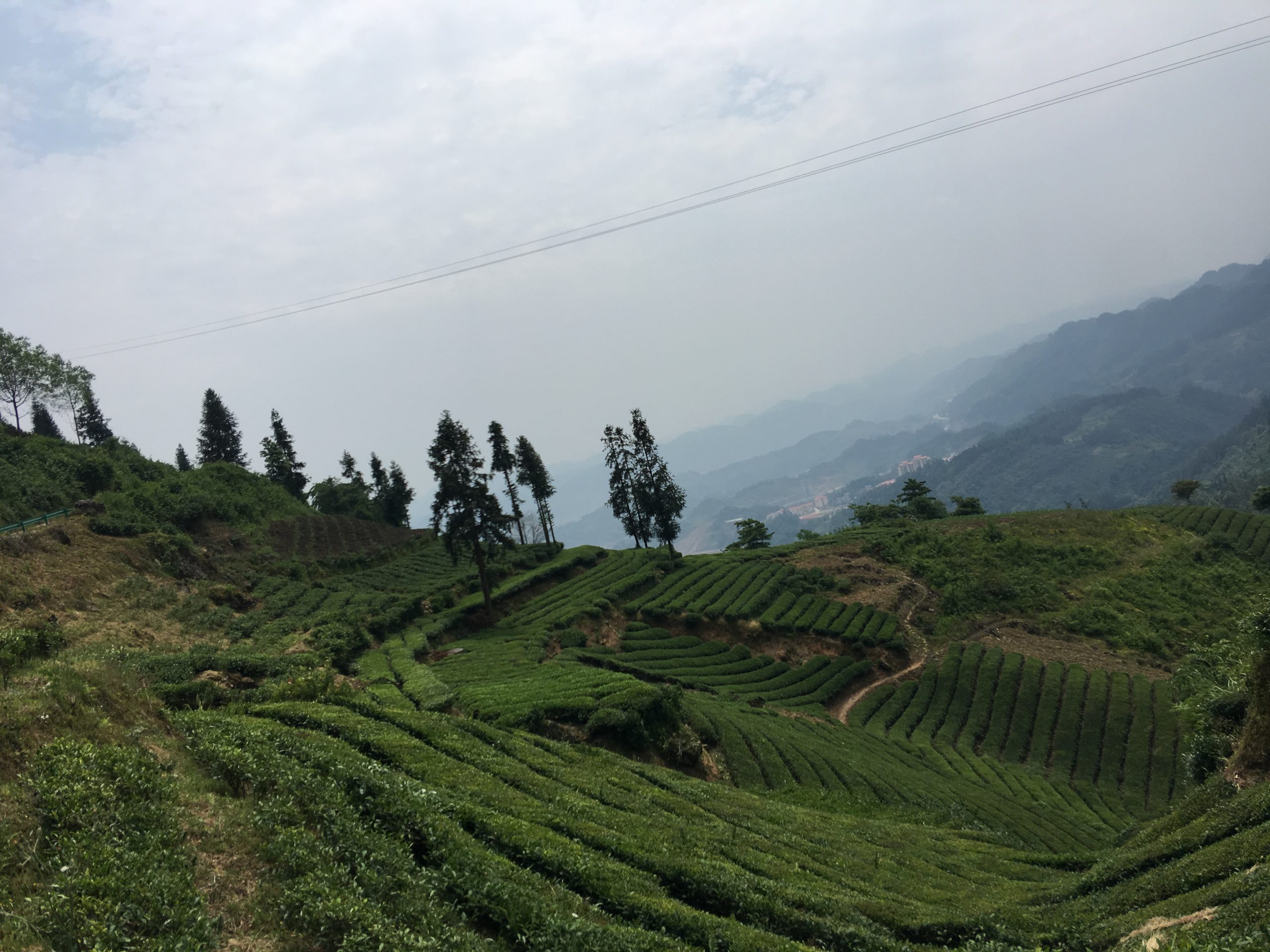 Tea-Slope-scaled
