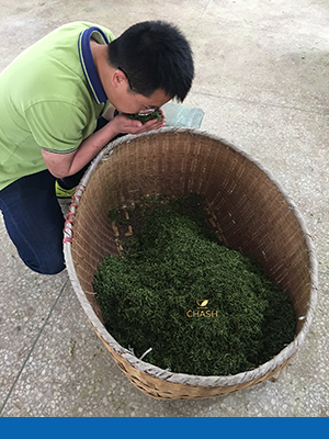 Junhua Inspects His Tea - Hubei Province - China-opt