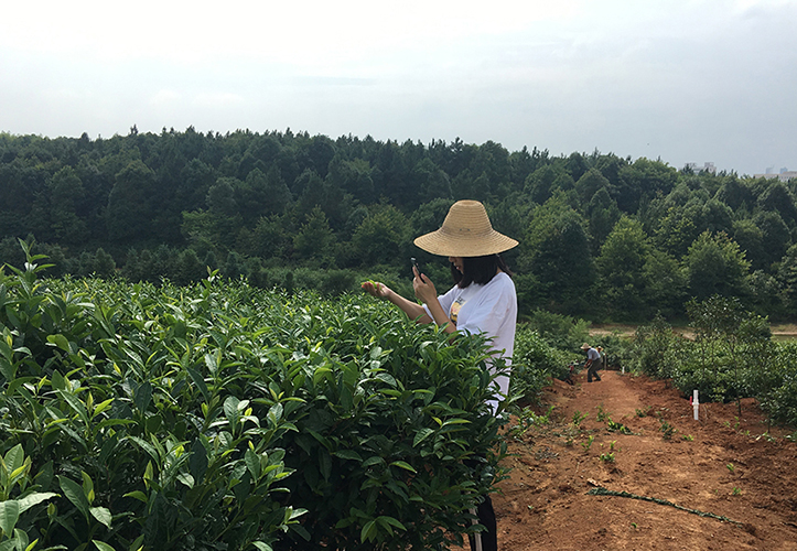 Miou Selecting the Best Tea Leaves-opt